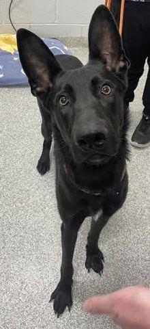 Cyrus, a Adoptable German Shepherd Dog in Baltimore, MD image 2/3