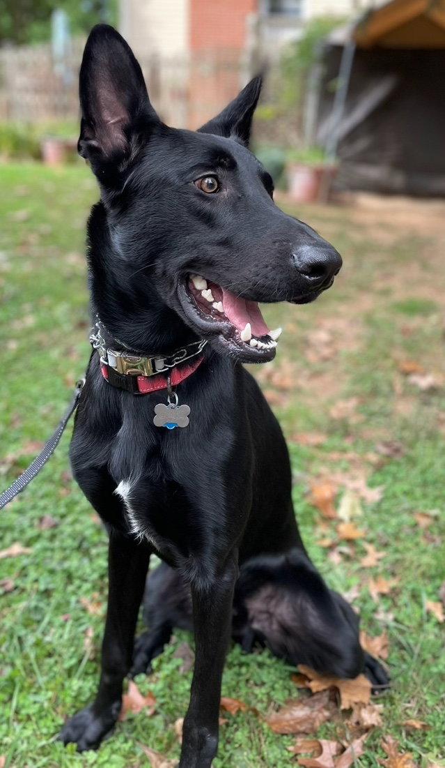 Cyrus, a Adoptable German Shepherd Dog in Baltimore, MD image 3/3