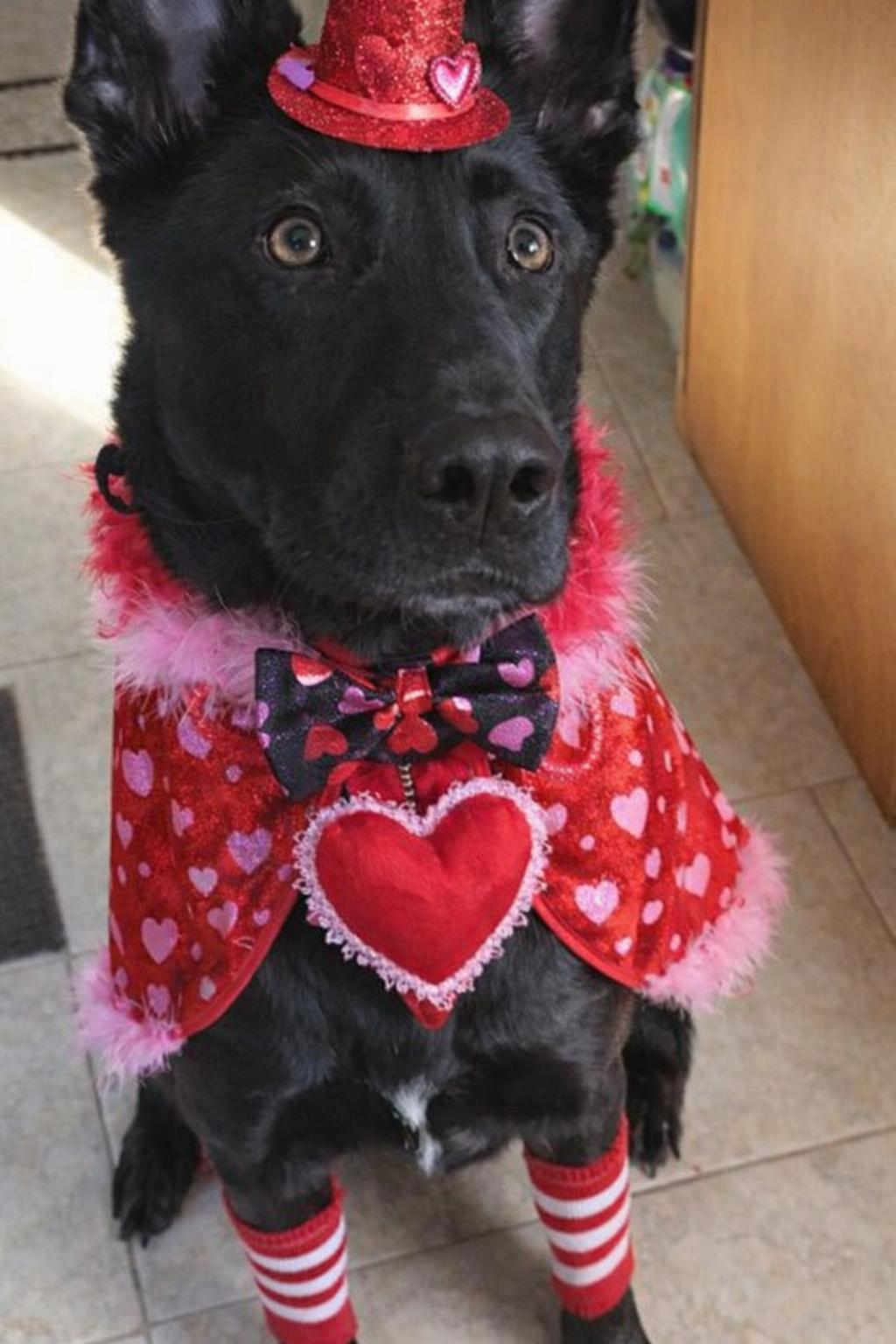 Cyrus, a Adoptable German Shepherd Dog in Baltimore, MD image 2/3