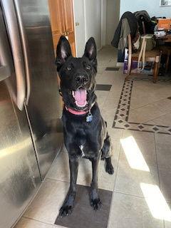 Cyrus, a Adoptable German Shepherd Dog in Baltimore, MD image 3/3