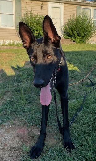Cyrus, a Adoptable German Shepherd Dog in Baltimore, MD image 3/3