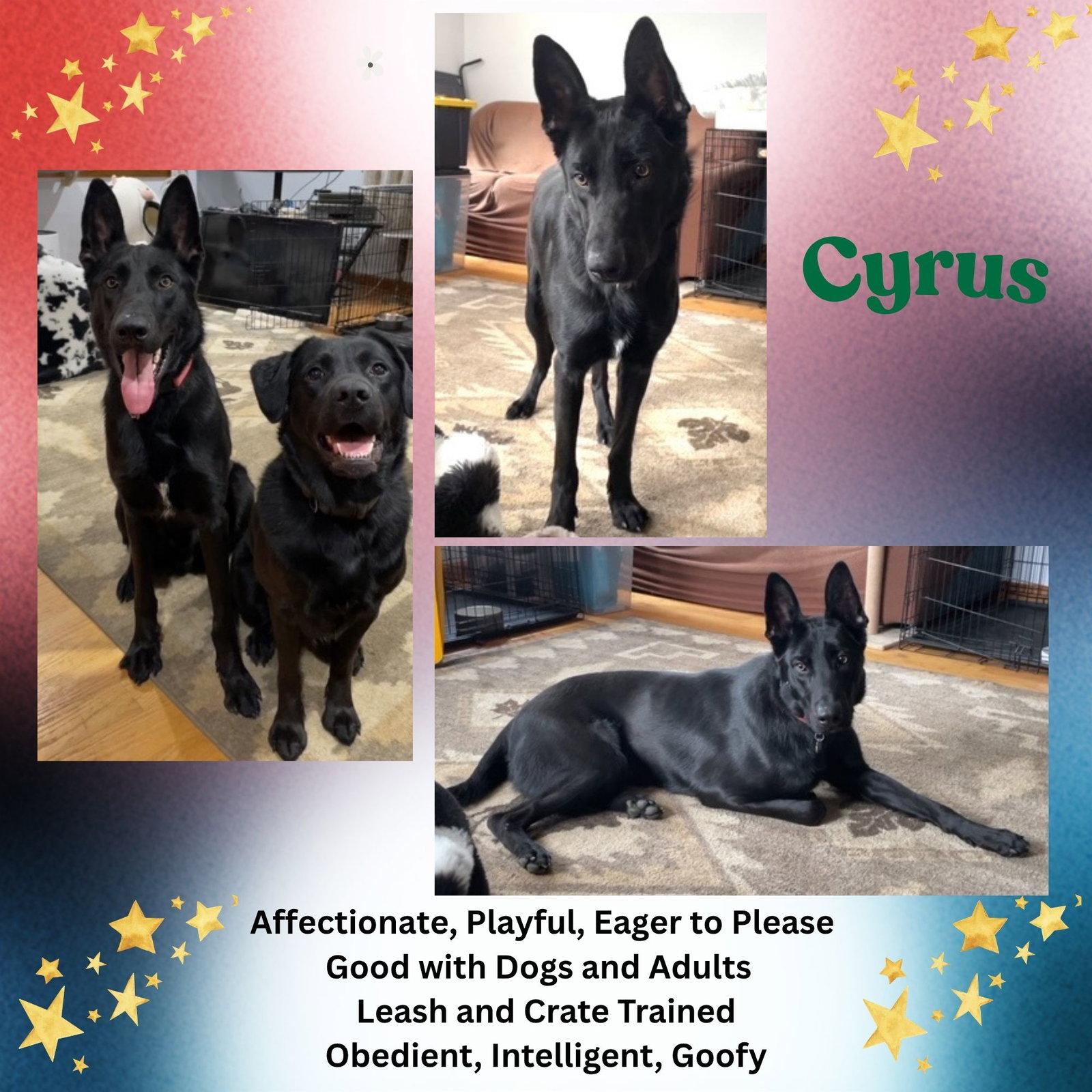 Cyrus, a Adoptable German Shepherd Dog in Baltimore, MD image 3/3