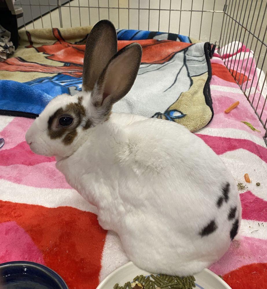 Gracie, Adoptable, Adult Female American & American.