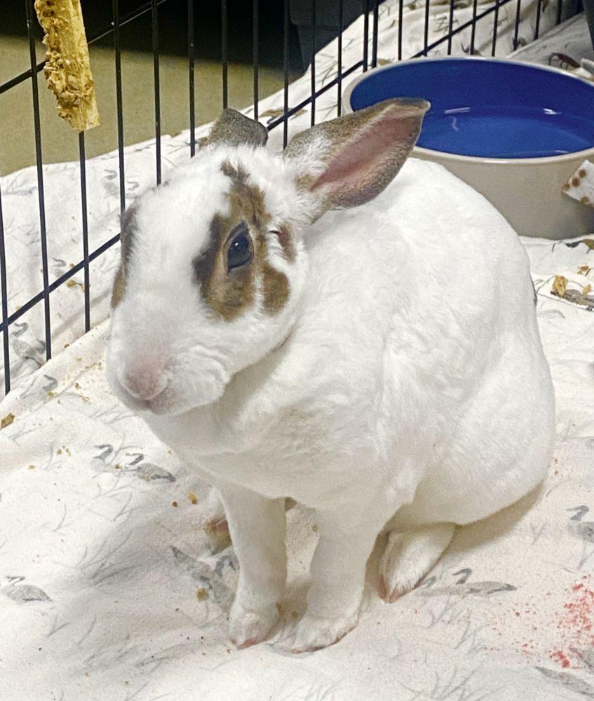 Gracie, a Adoptable mixed breed in Alexandria, VA image 2/2