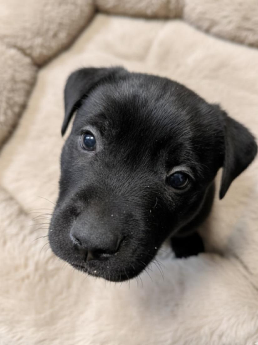 Audi, a ADOPTABLE mixed breed in Calgary, AB image 3/3