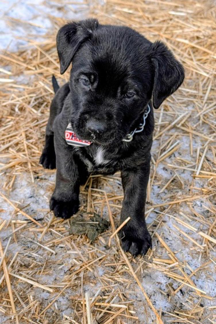Audi, a ADOPTABLE mixed breed in Calgary, AB image 1/3