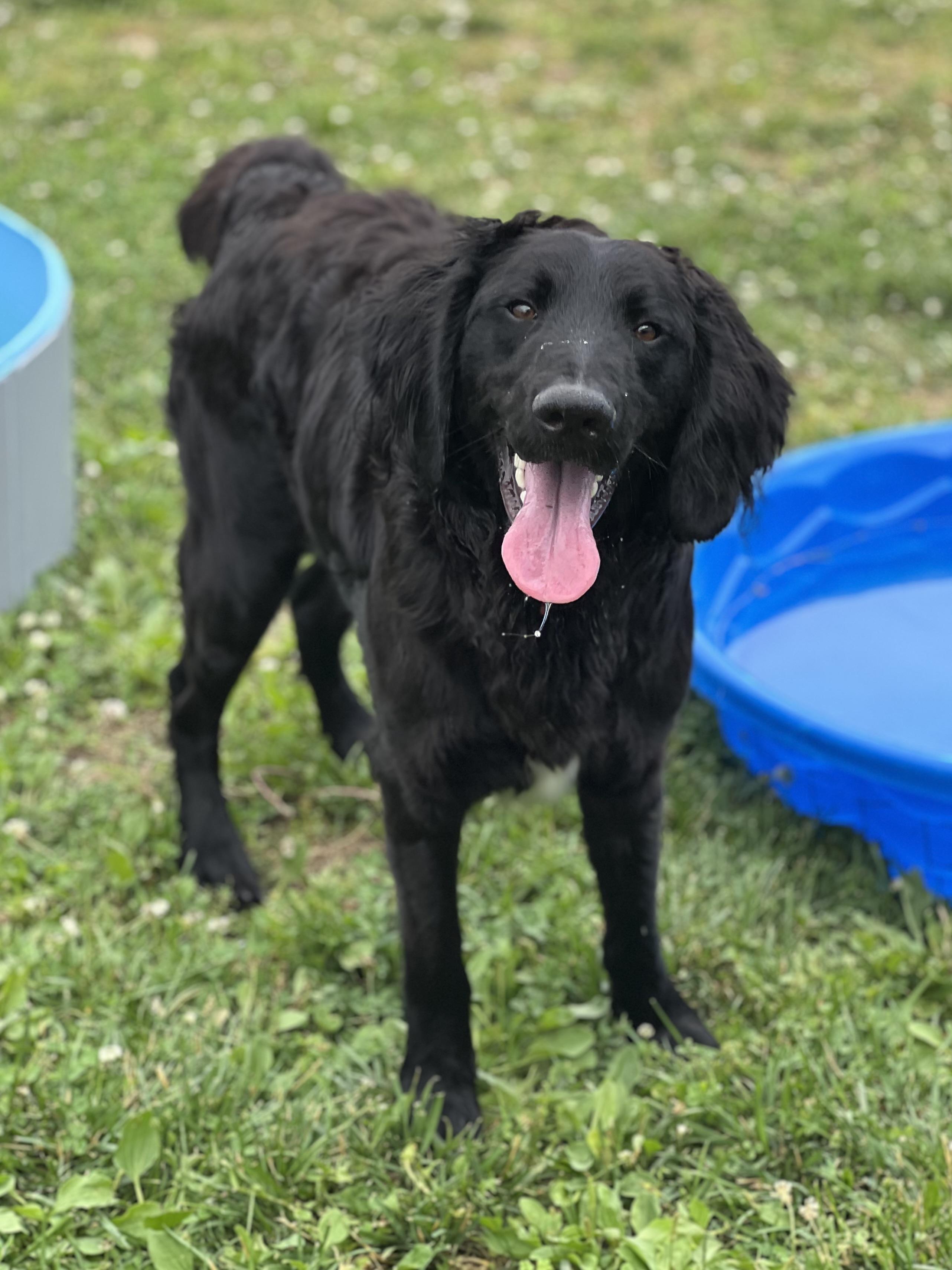 Enlarge Waylon, a ADOPTABLE mixed breed in Monroe, OH image 2/4