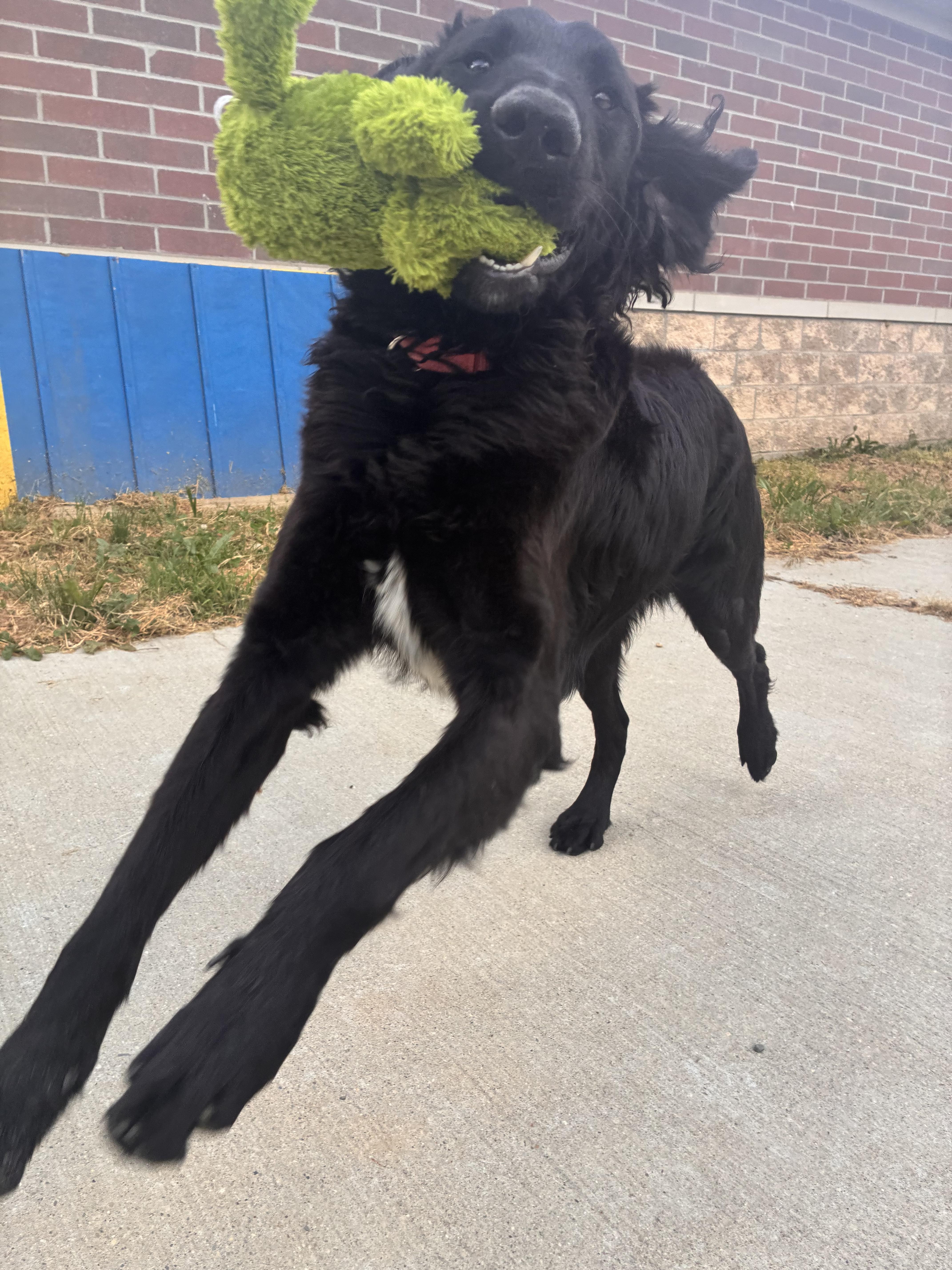 Enlarge Waylon, a ADOPTABLE mixed breed in Monroe, OH image 4/4