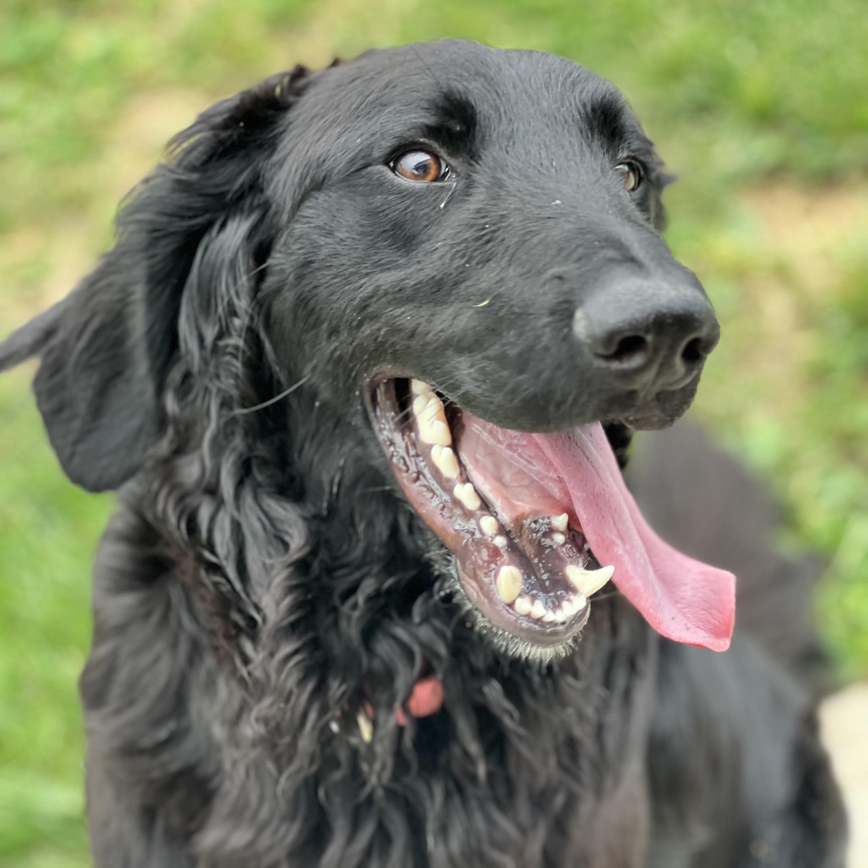 Waylon, ADOPTABLE, Young Male Flat-Coated Retriever.