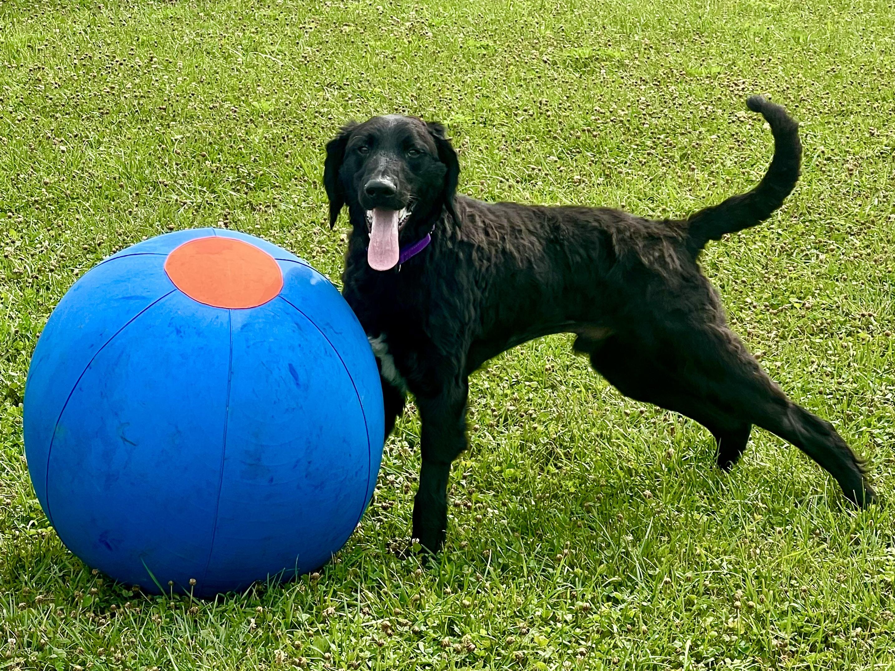 Waylon, an adoptable mixed breed in Monroe, OH image 5/6