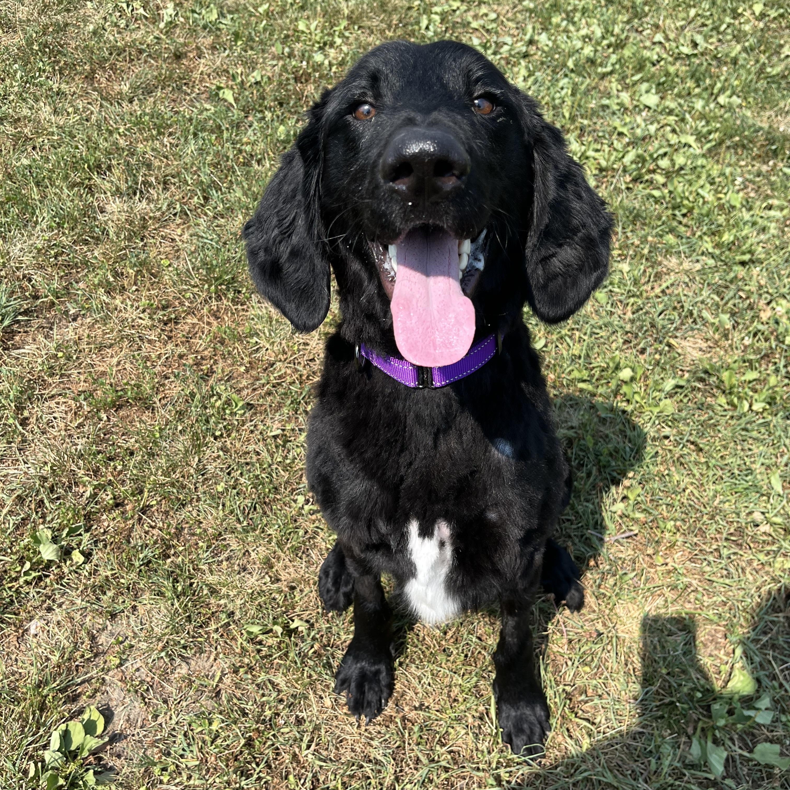 Waylon, a ADOPTABLE mixed breed in Monroe, OH image 5/5