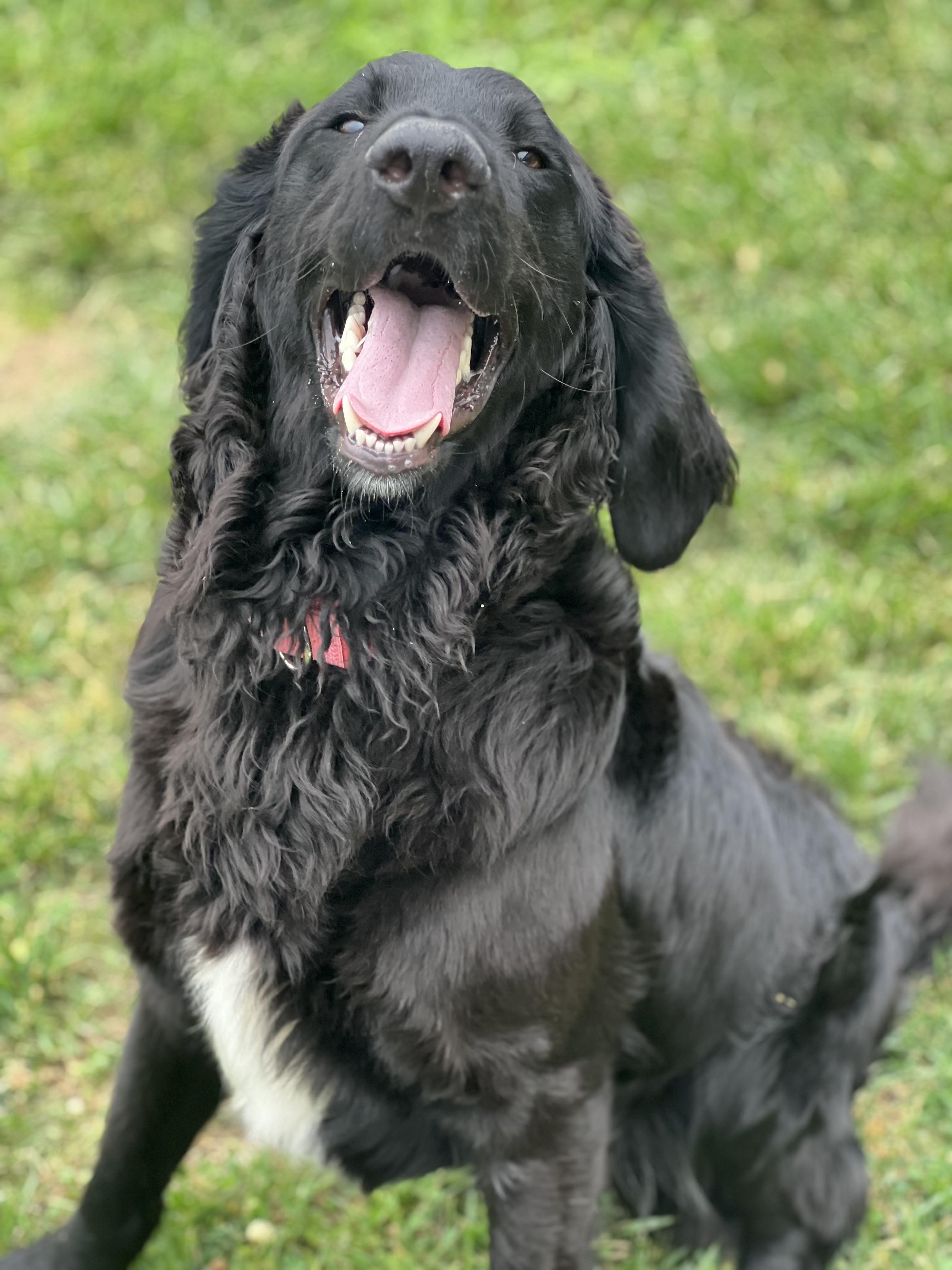 Enlarge Waylon, a ADOPTABLE mixed breed in Monroe, OH image 3/4