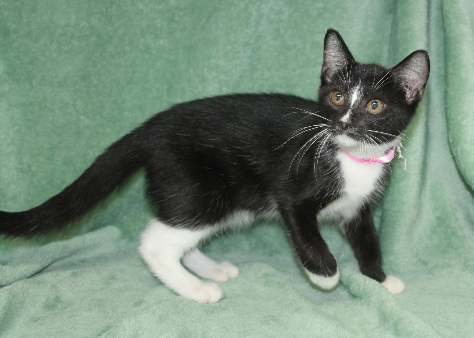 Enlarge Skippy - 43984, a Adoptable Domestic Short Hair in Prattville, AL image 1/3