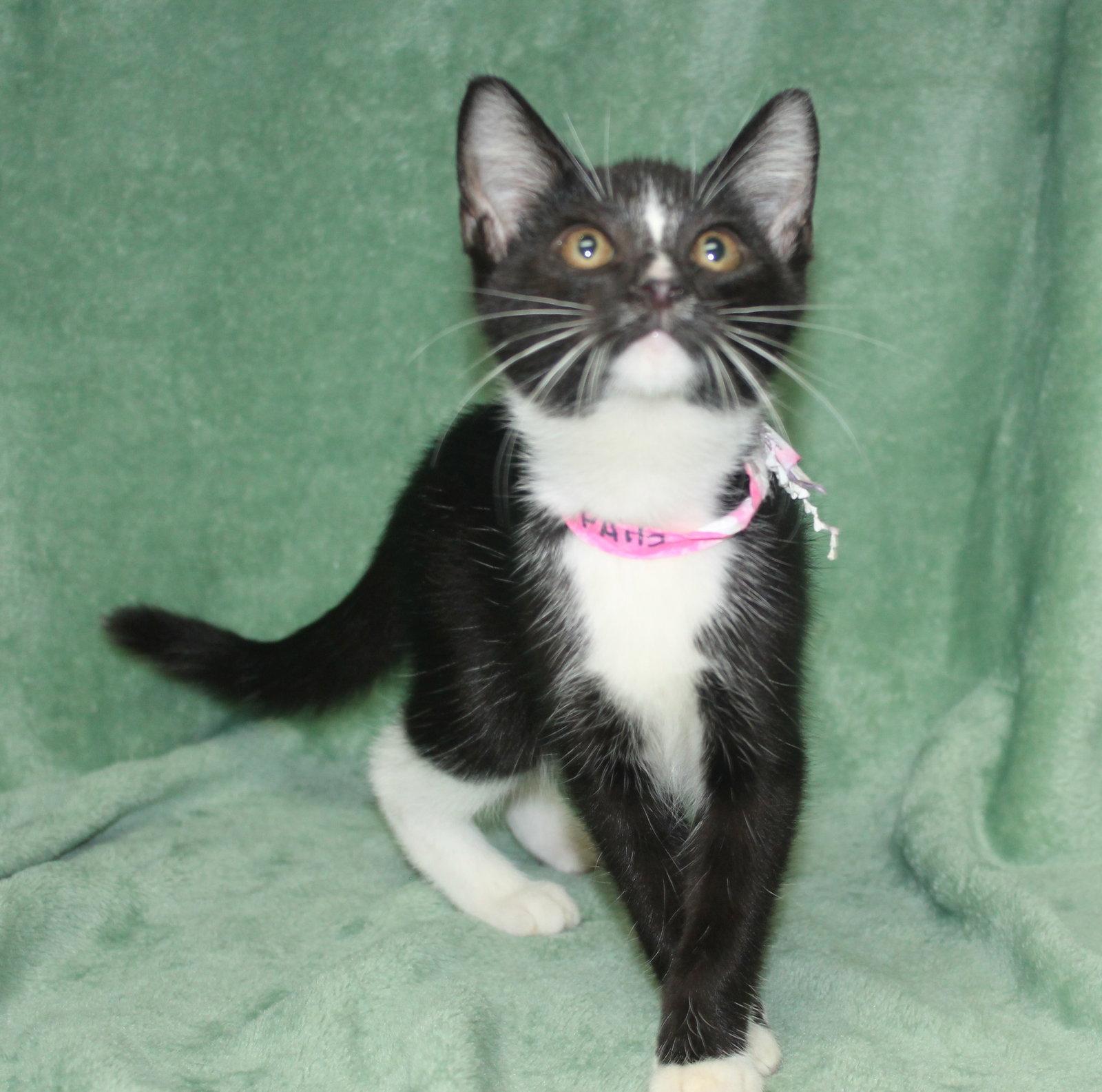 Enlarge Skippy - 43984, a Adoptable Domestic Short Hair in Prattville, AL image 2/3