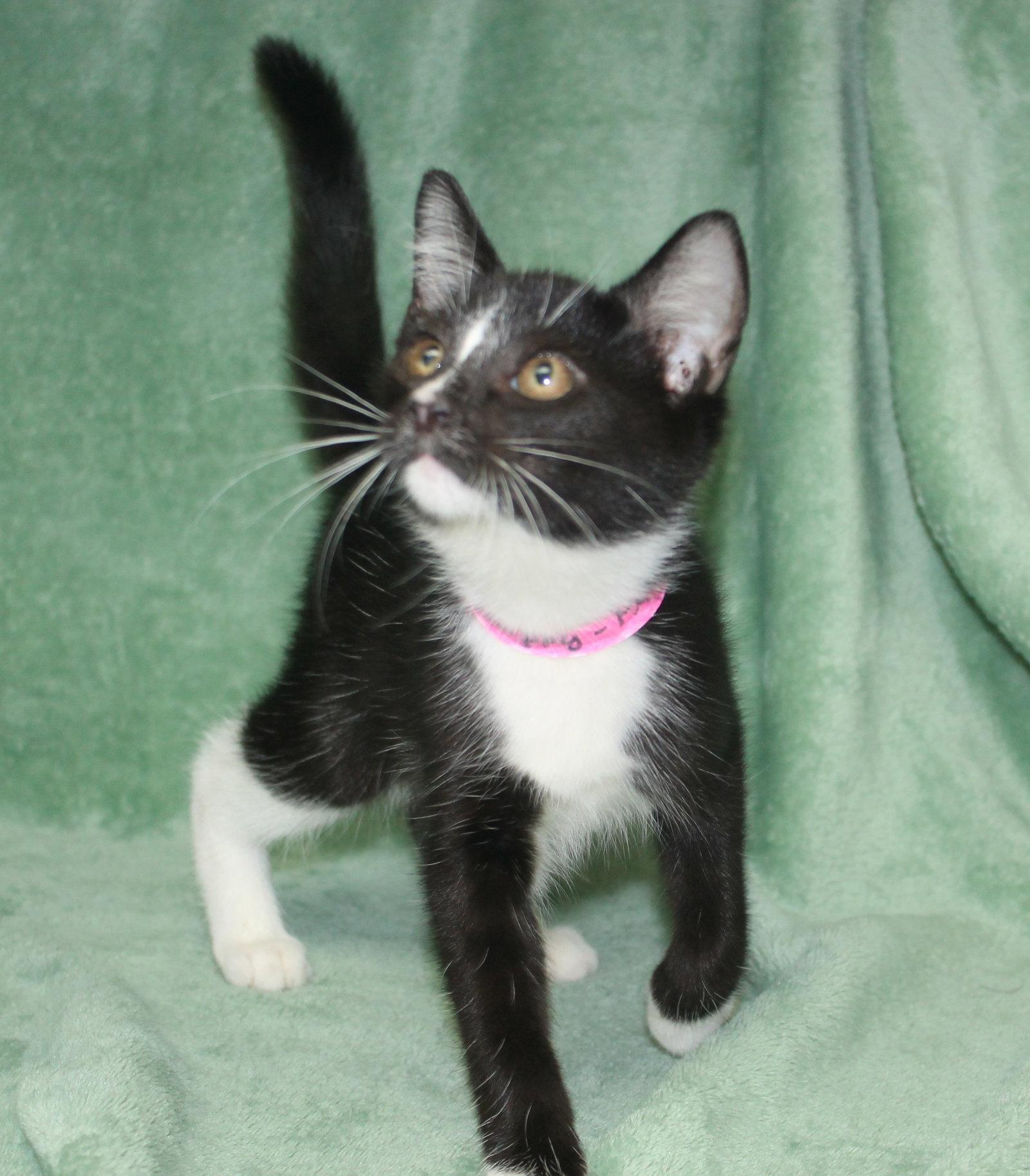 Enlarge Skippy - 43984, a Adoptable Domestic Short Hair in Prattville, AL image 3/3