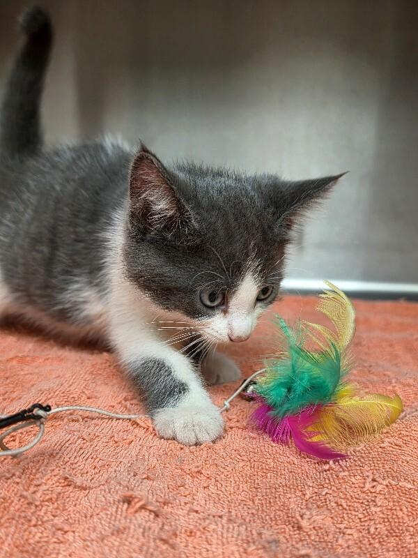 Taffy, Adoptable, Young Female Domestic Short Hair.