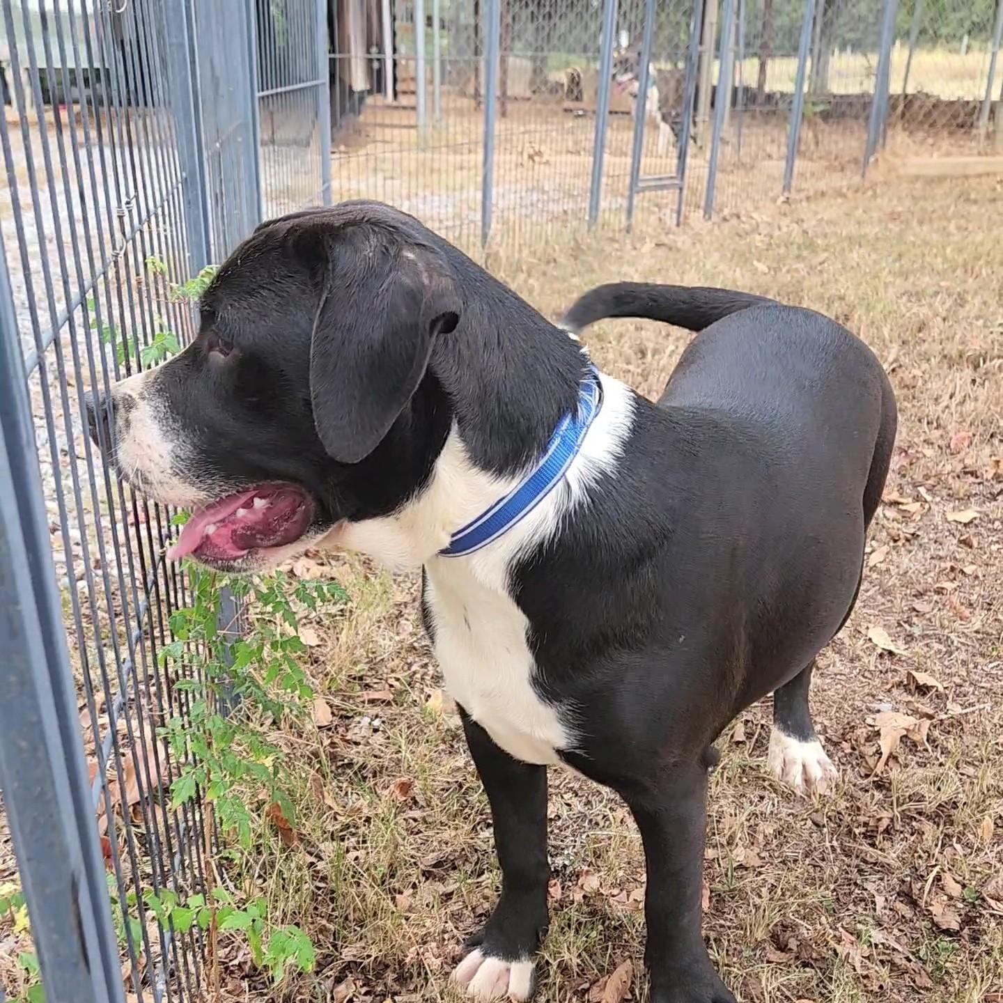 Steele, a Adoptable mixed breed in Greensboro, AL image 1/2