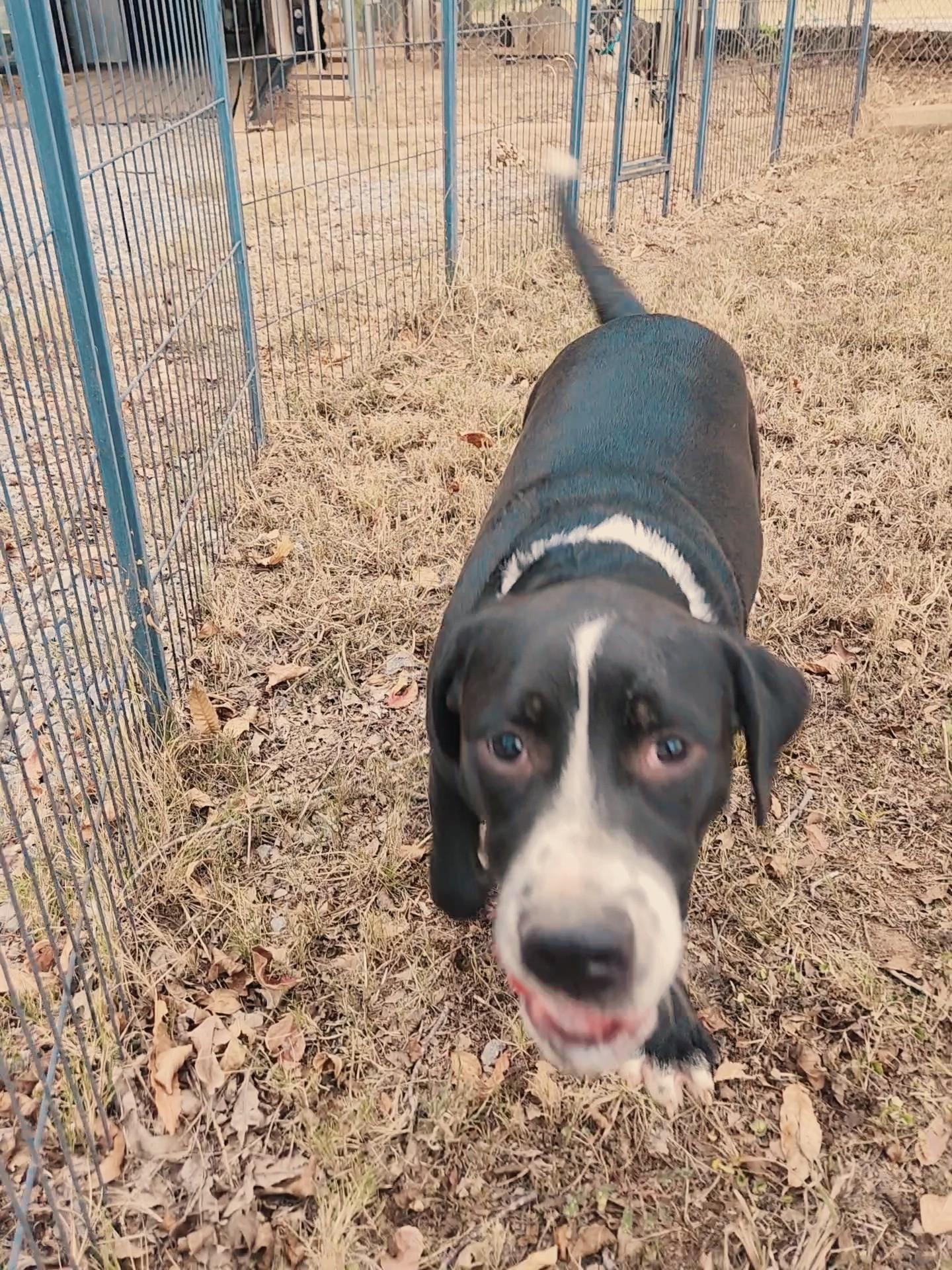 Steele, a Adoptable mixed breed in Greensboro, AL image 2/2