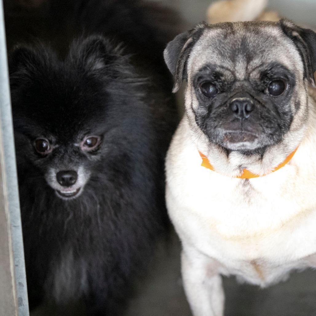 Midnight (OT25-135), Adoptable, Adult Male Pomeranian.