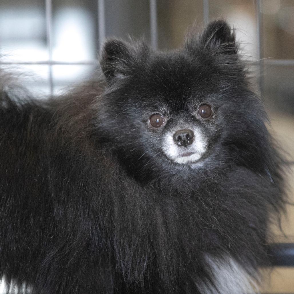 Midnight (OT25-135), a Adoptable Pomeranian in Bendena, KS image 2/5