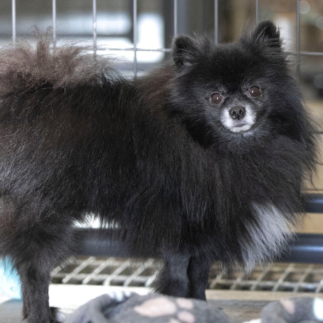 Midnight (OT25-135), a Adoptable Pomeranian in Bendena, KS image 3/5
