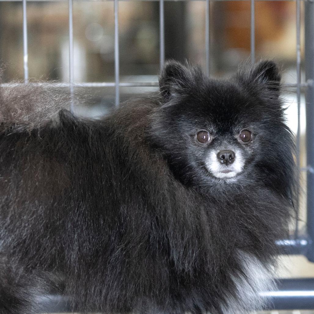 Midnight (OT25-135), a Adoptable Pomeranian in Bendena, KS image 4/5