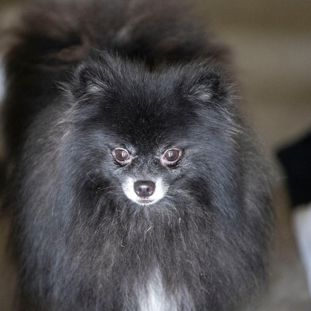 Midnight (OT25-135), a Adoptable Pomeranian in Bendena, KS image 5/5