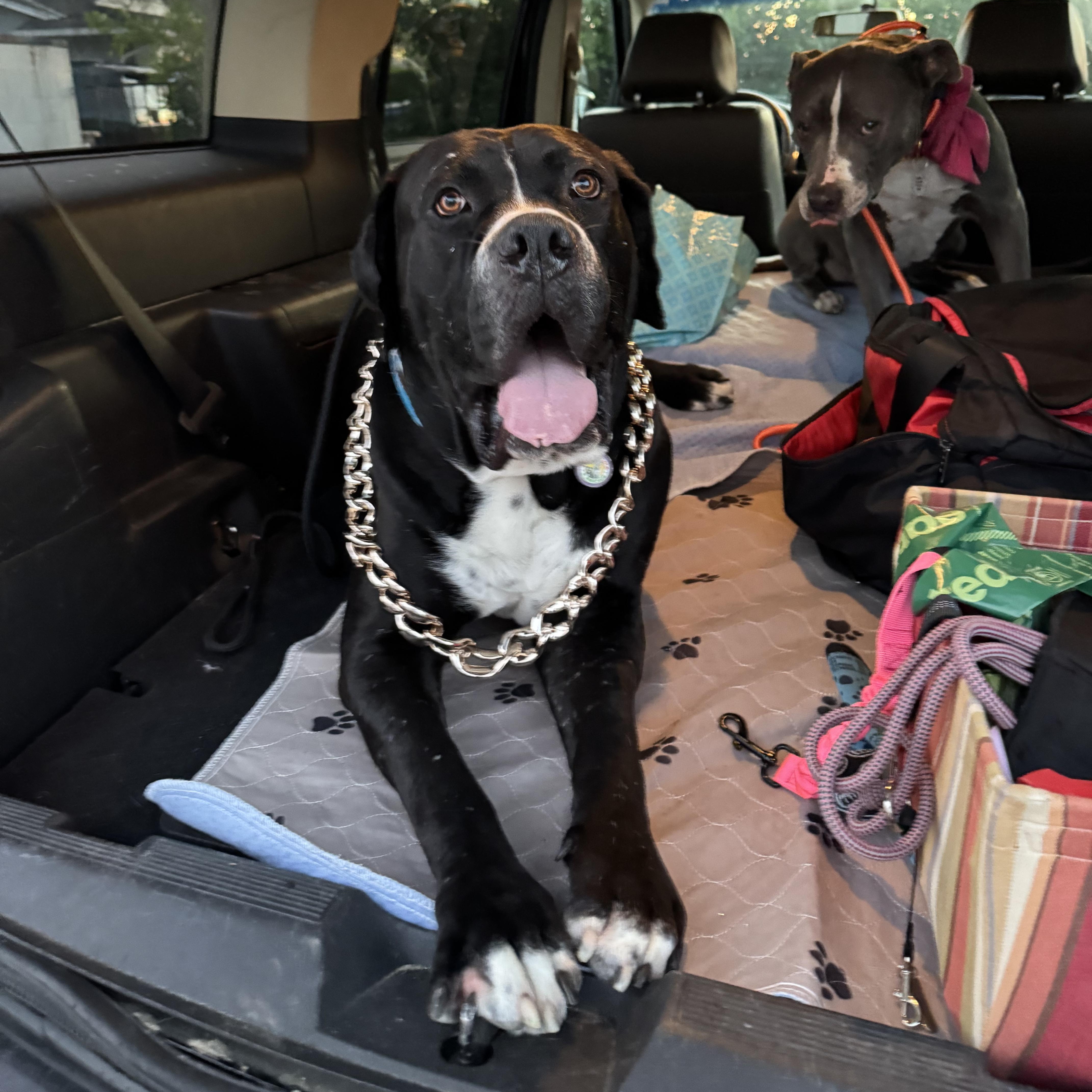 Enlarge Biggie, a Adoptable mixed breed in Sun Valley, CA image 2/6