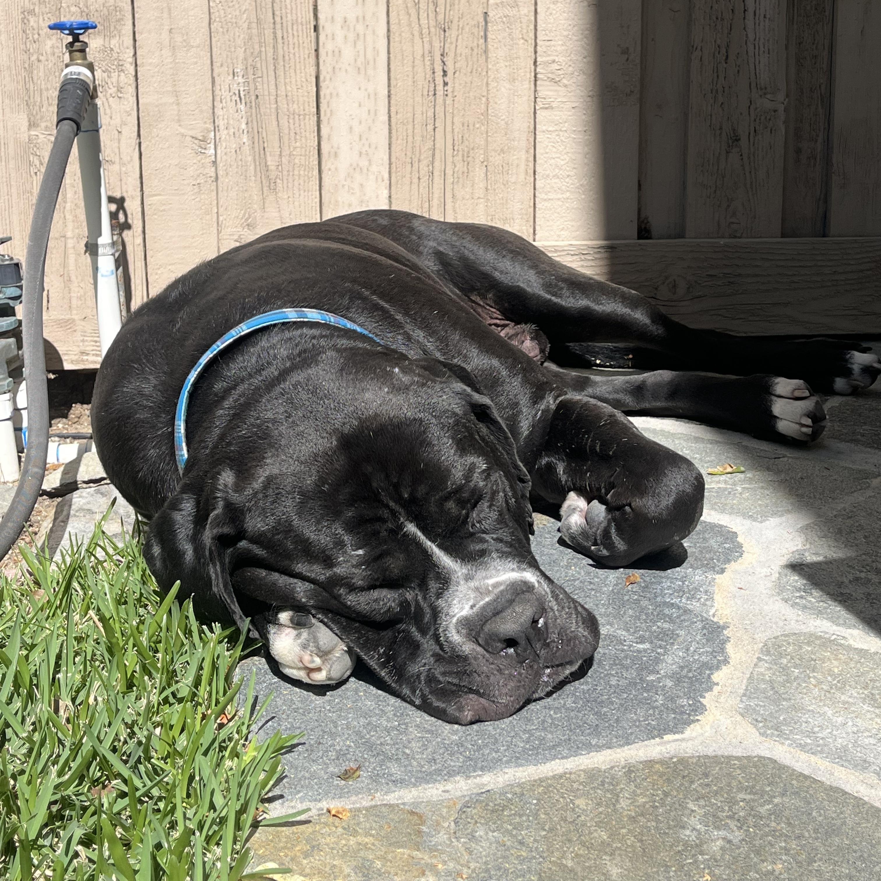 Enlarge Biggie, a Adoptable mixed breed in Sun Valley, CA image 6/6