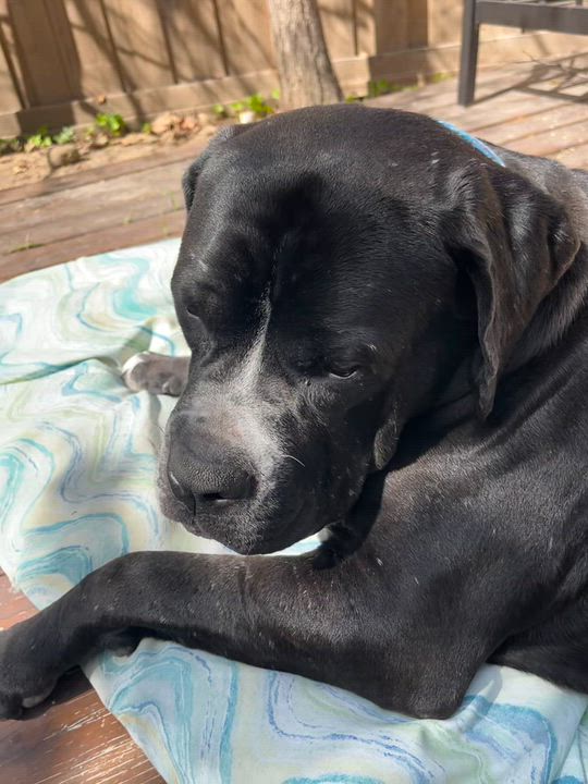 Enlarge Biggie, a Adoptable mixed breed in Sun Valley, CA video 5/6