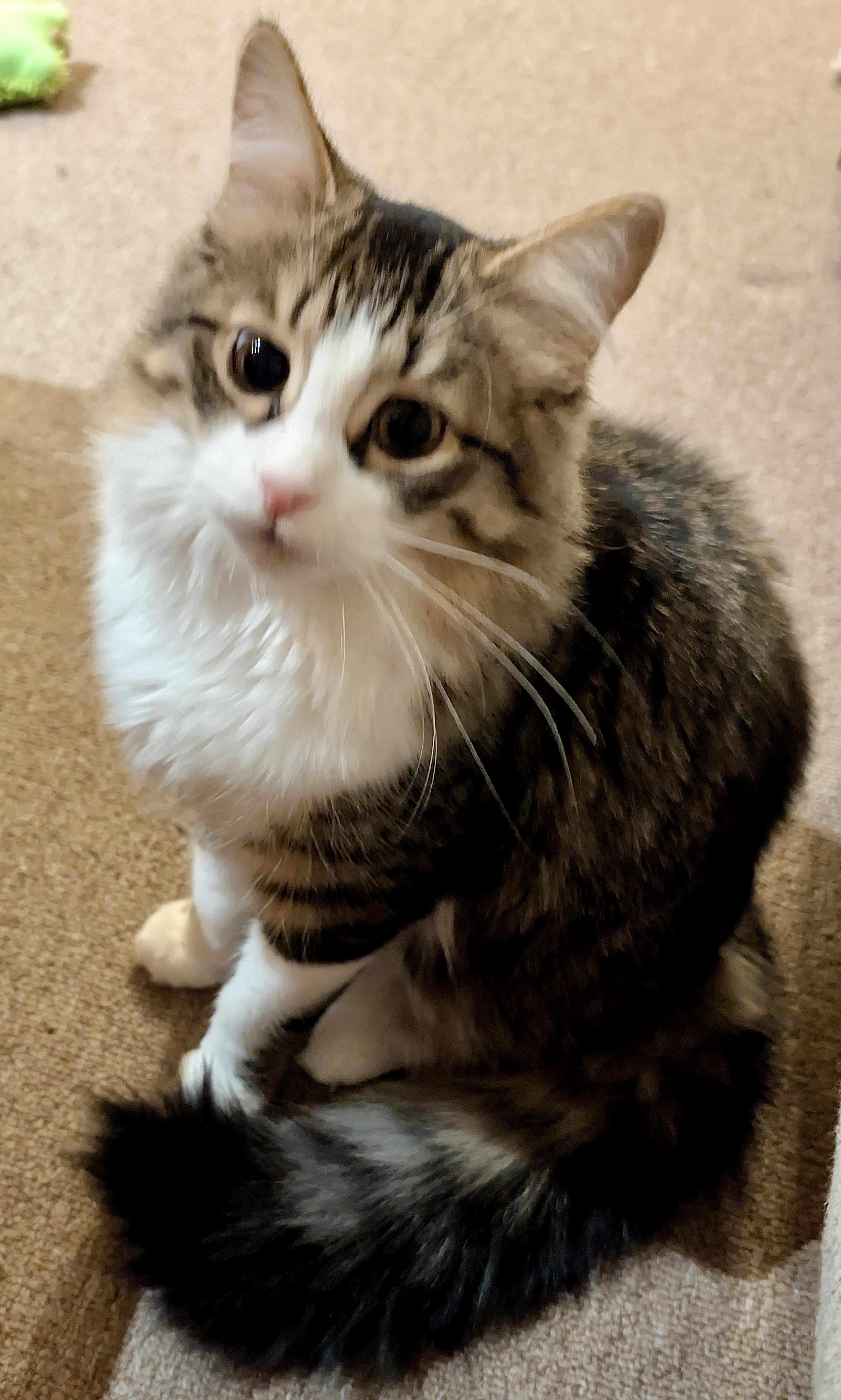 Dave, an adopted mixed breed in Toronto, ON image 2/4