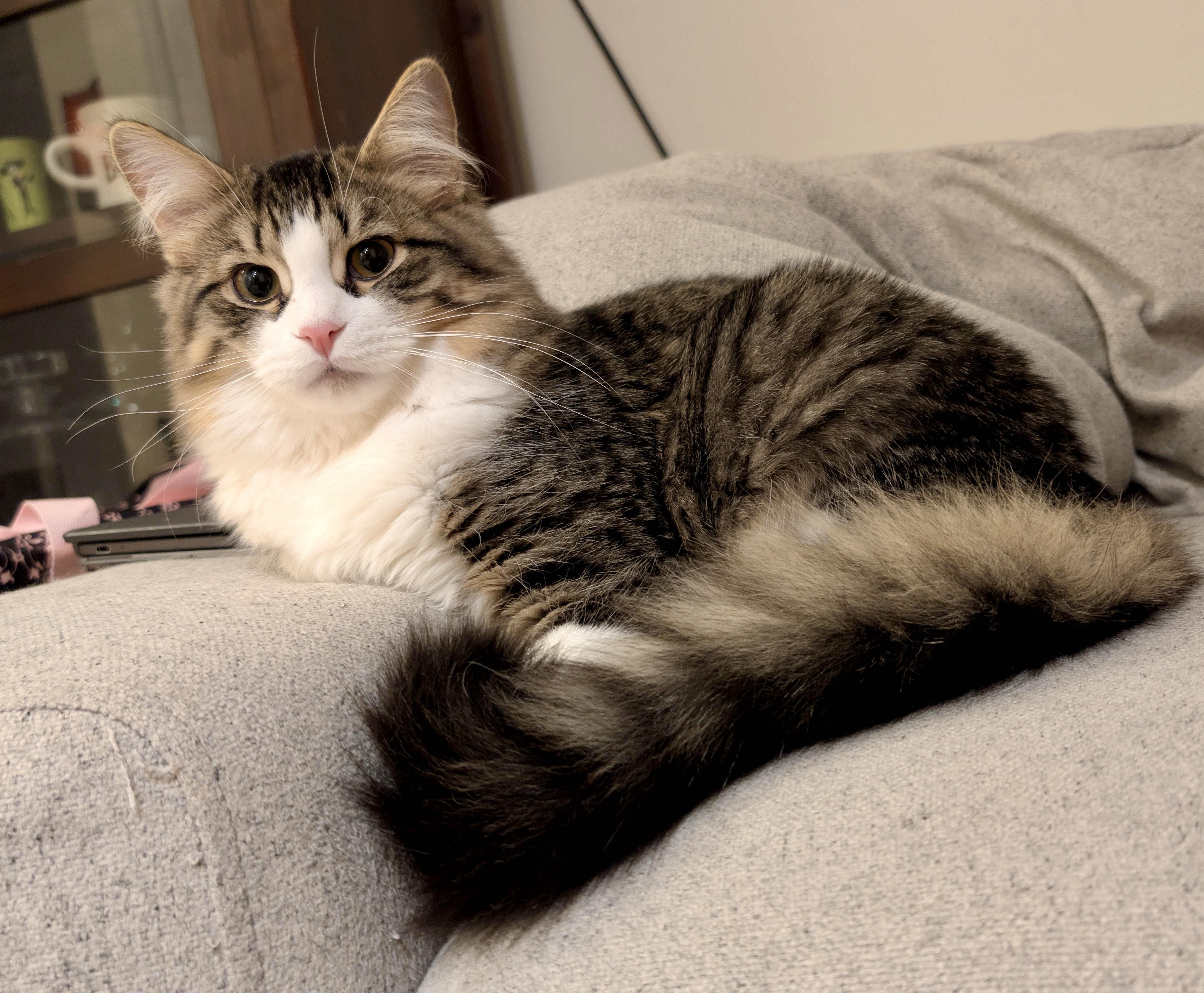 Dave, an adopted mixed breed in Toronto, ON image 1/4