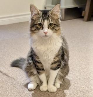 Dave, an adopted mixed breed in Toronto, ON image 4/4