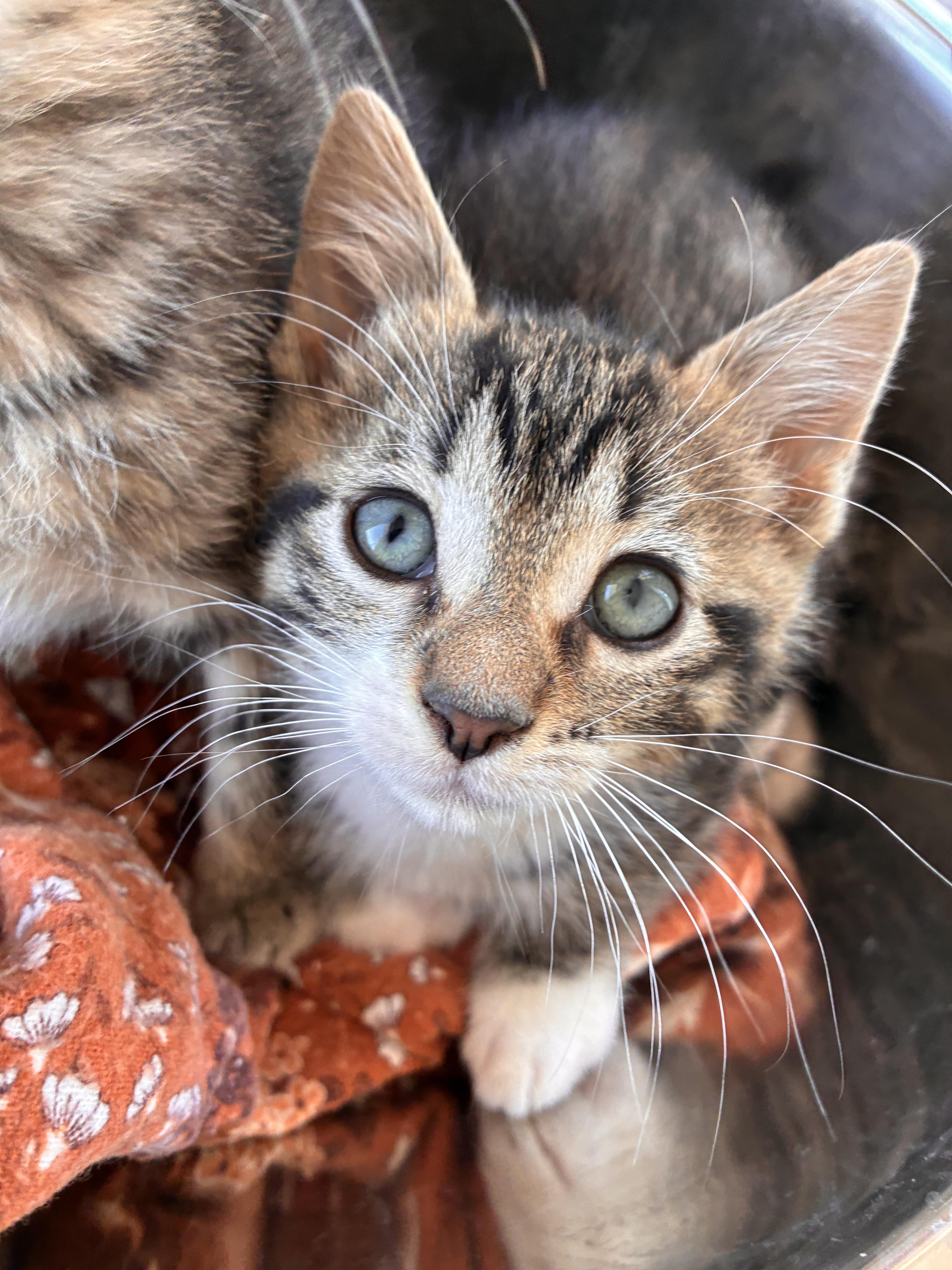 Erling - Adopted, Adopted, Kitten Male Domestic Short Hair.