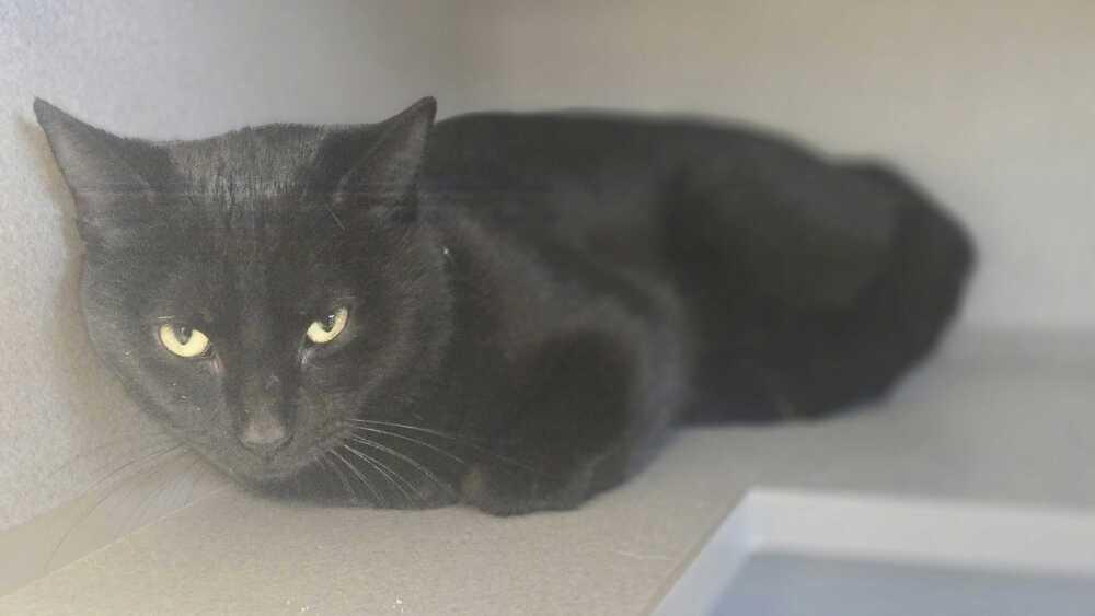 Enlarge Ilia Malinin, a Adoptable mixed breed in Bowling Green, OH image 1/4