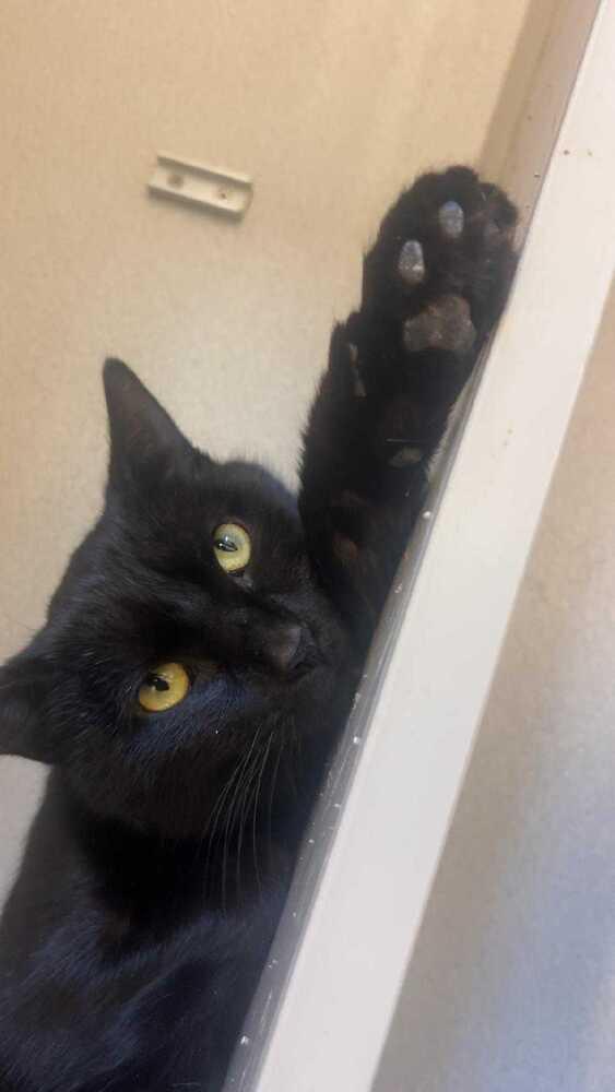 Enlarge Ilia Malinin, a Adoptable mixed breed in Bowling Green, OH image 2/4