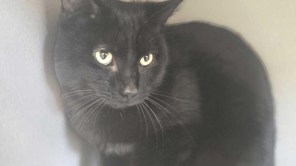 Enlarge Ilia Malinin, a Adoptable mixed breed in Bowling Green, OH image 3/4