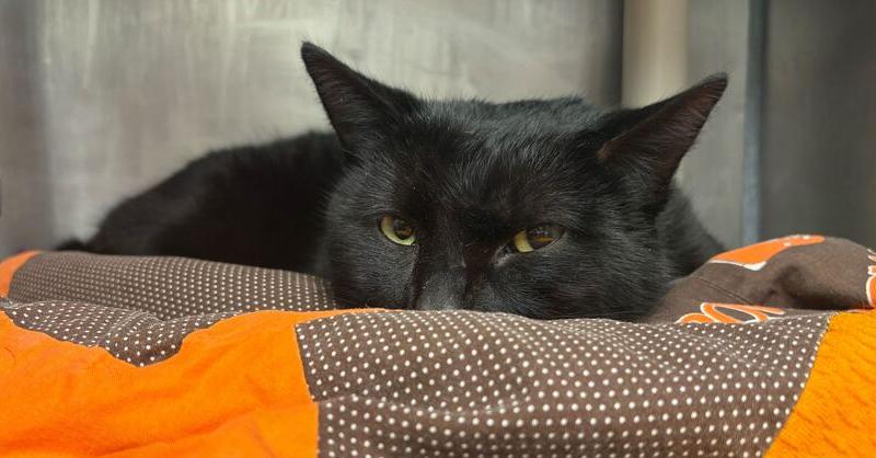 Ilia Malinin, Adoptable, Adult Male Domestic Short Hair.