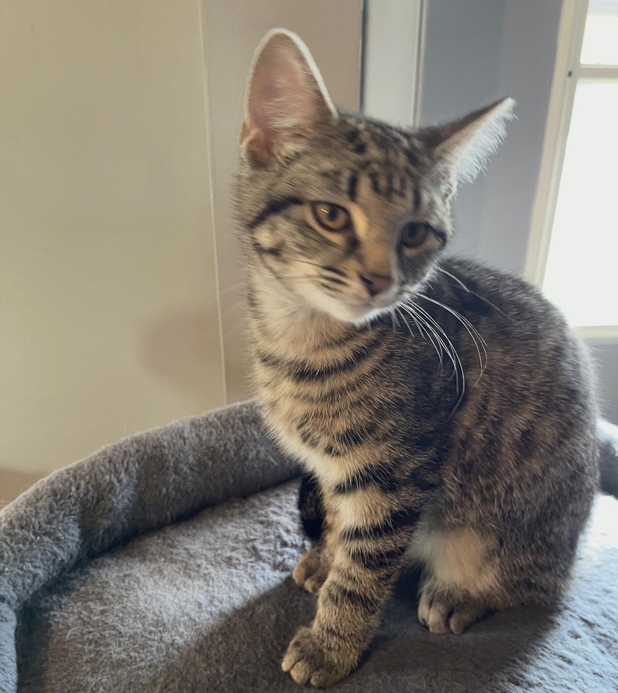 Mr. Sweeney, Adoptable, Kitten Male Domestic Short Hair.