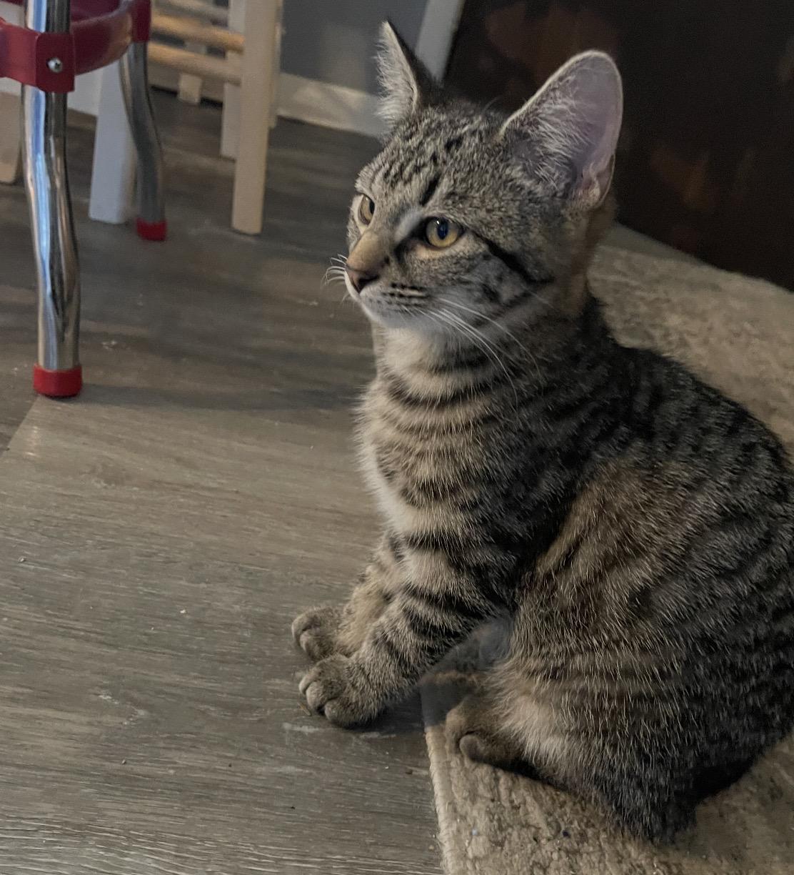 Enlarge Mr. Sweeney, a Adoptable Domestic Short Hair in Maineville, OH image 2/2