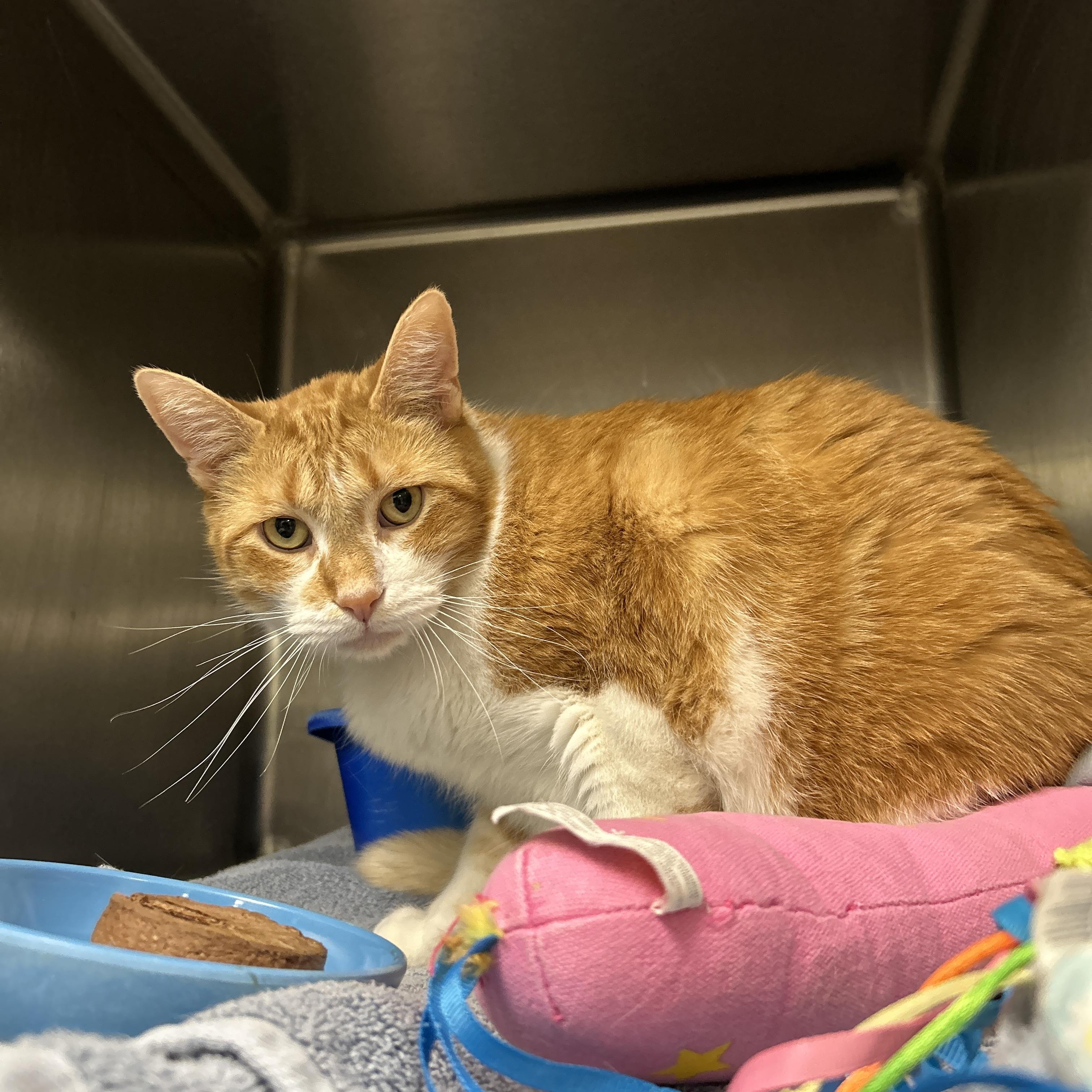 Diesel , an adopted Domestic Short Hair in La Grange Park, IL image 2/6