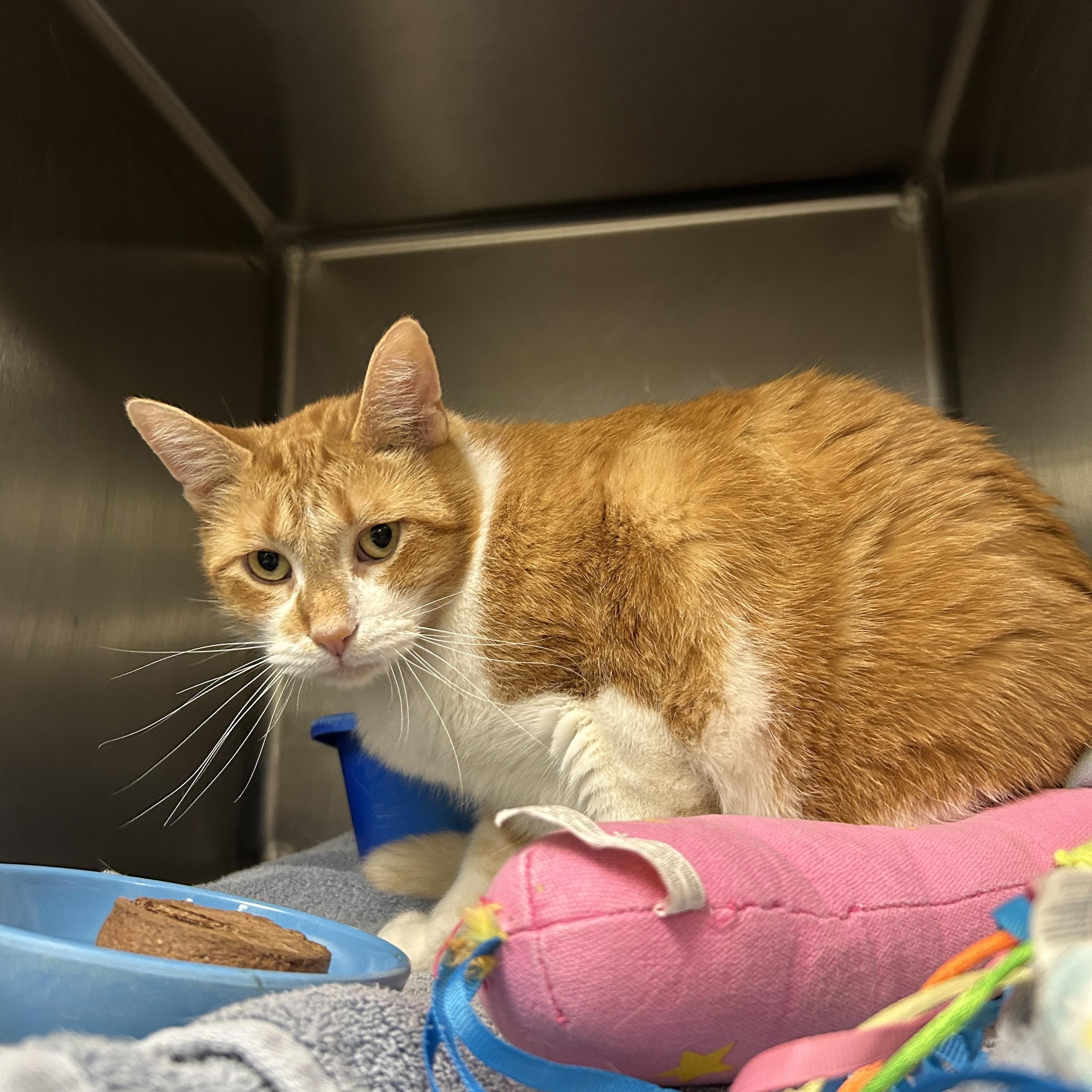Diesel , ADOPTABLE, Adult Male Domestic Short Hair.