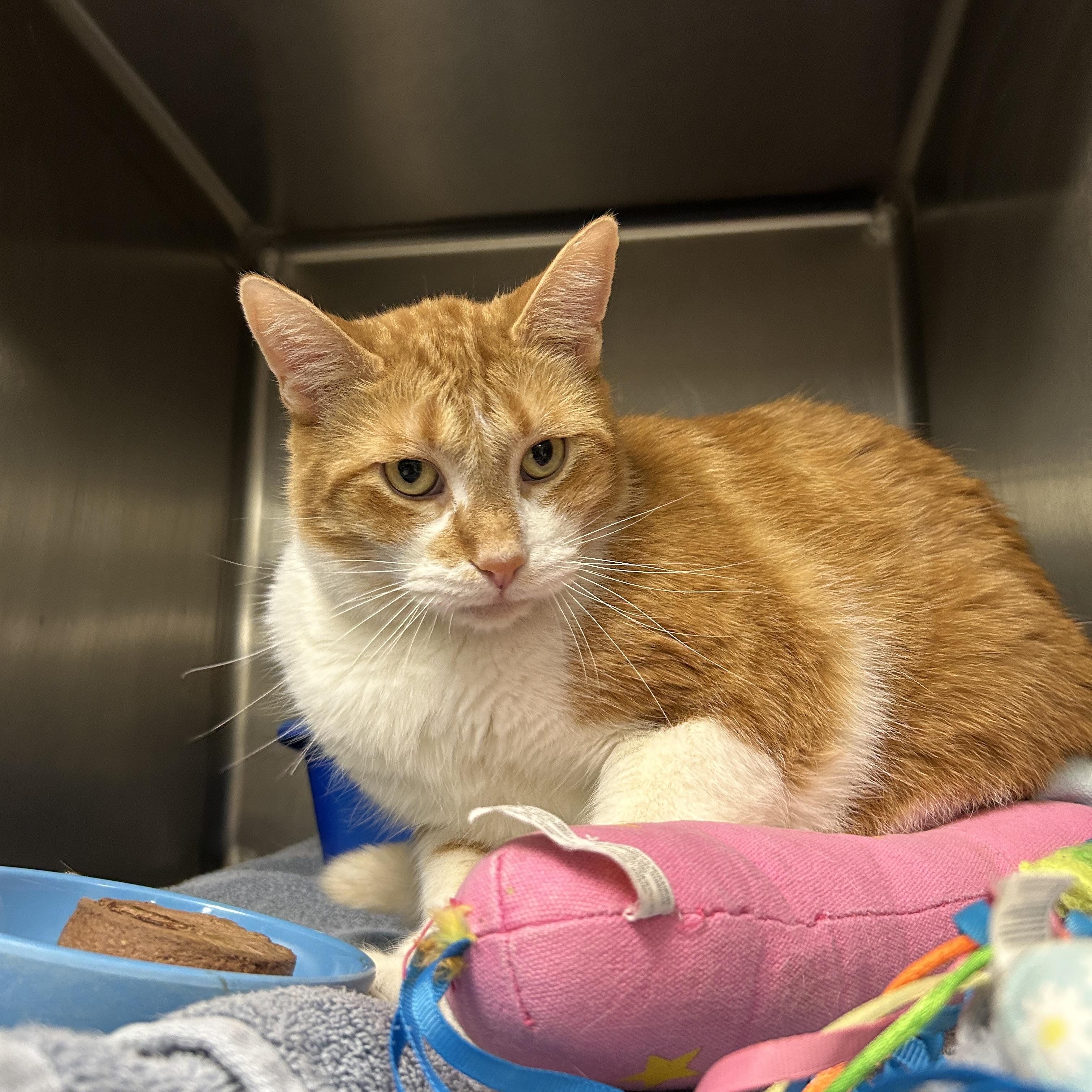 Diesel , an adopted Domestic Short Hair in La Grange Park, IL image 6/6