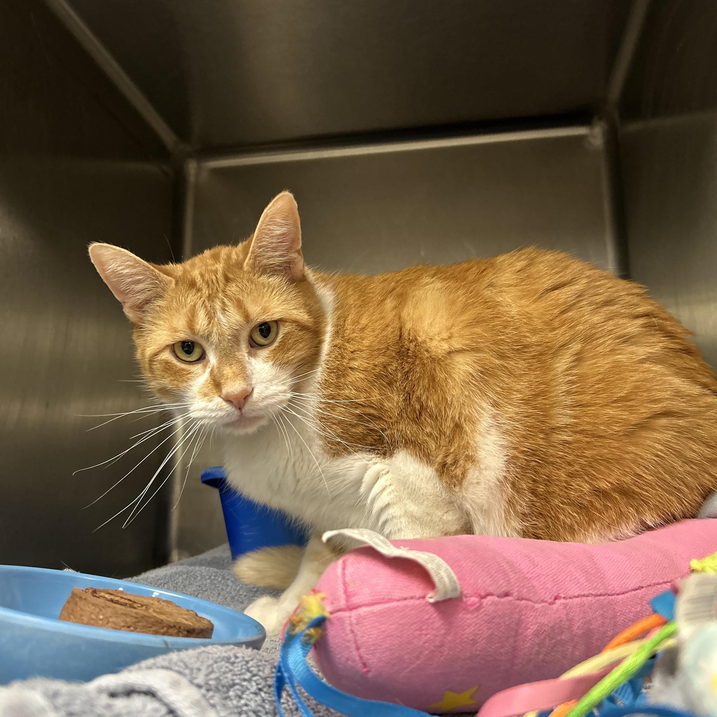 Diesel , an adopted Domestic Short Hair in La Grange Park, IL image 5/6