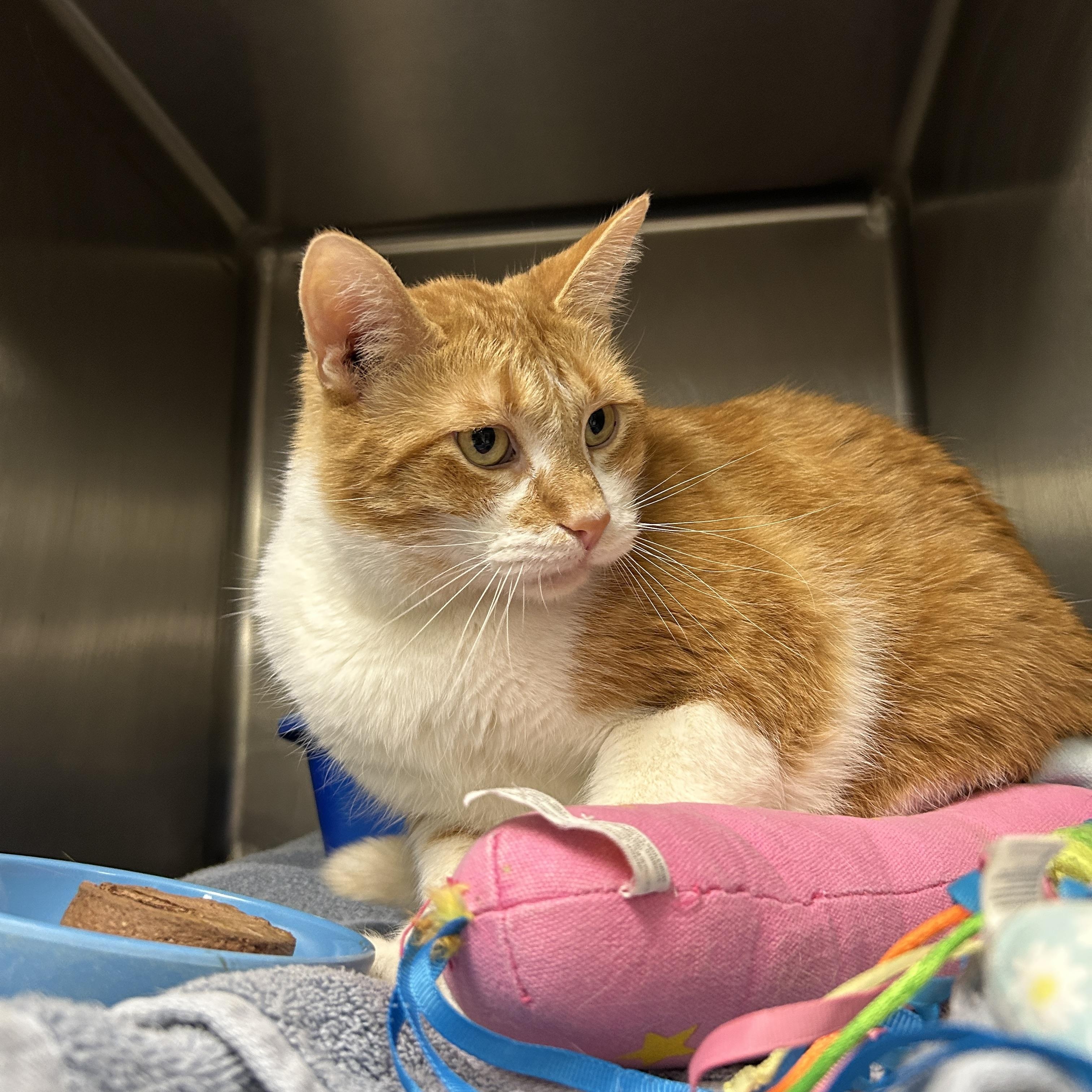Diesel , an adopted Domestic Short Hair in La Grange Park, IL image 4/6