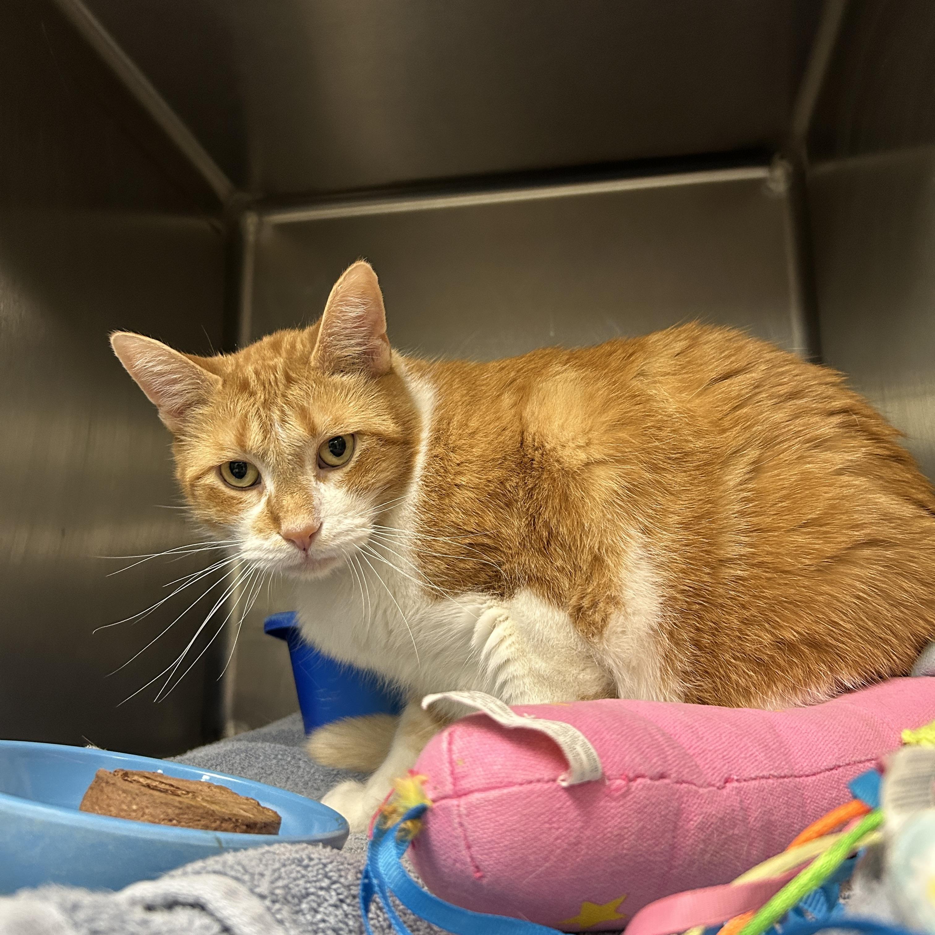 Diesel , an adopted Domestic Short Hair in La Grange Park, IL image 3/6