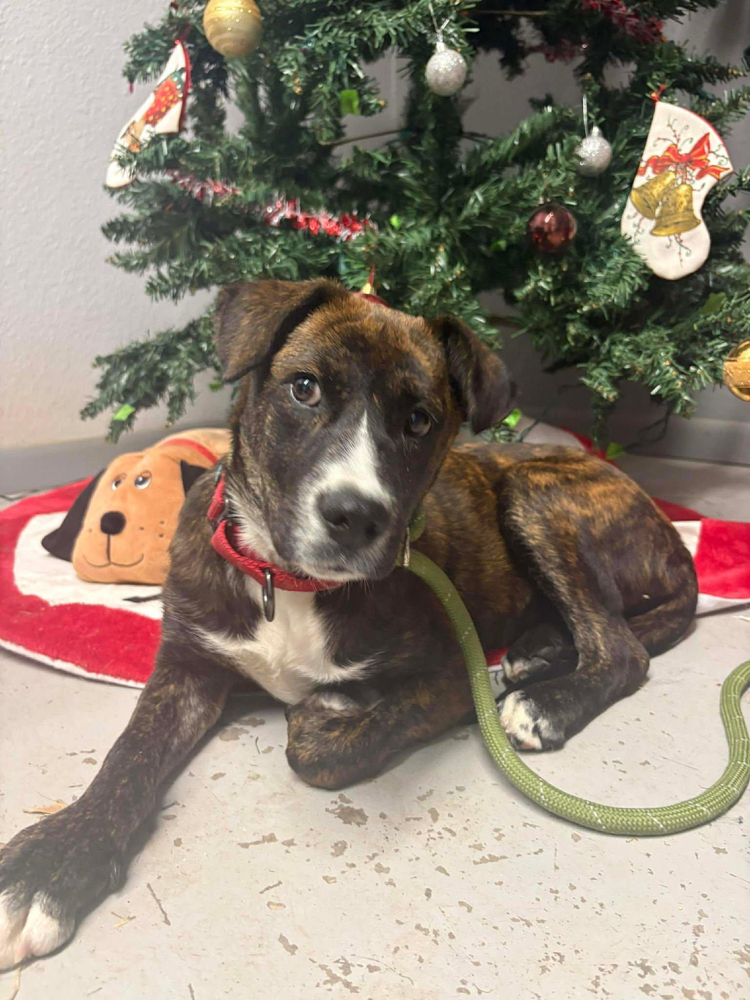 Tula , Adoptable, Young Female Black Labrador Retriever & American Staffordshire Terrier.