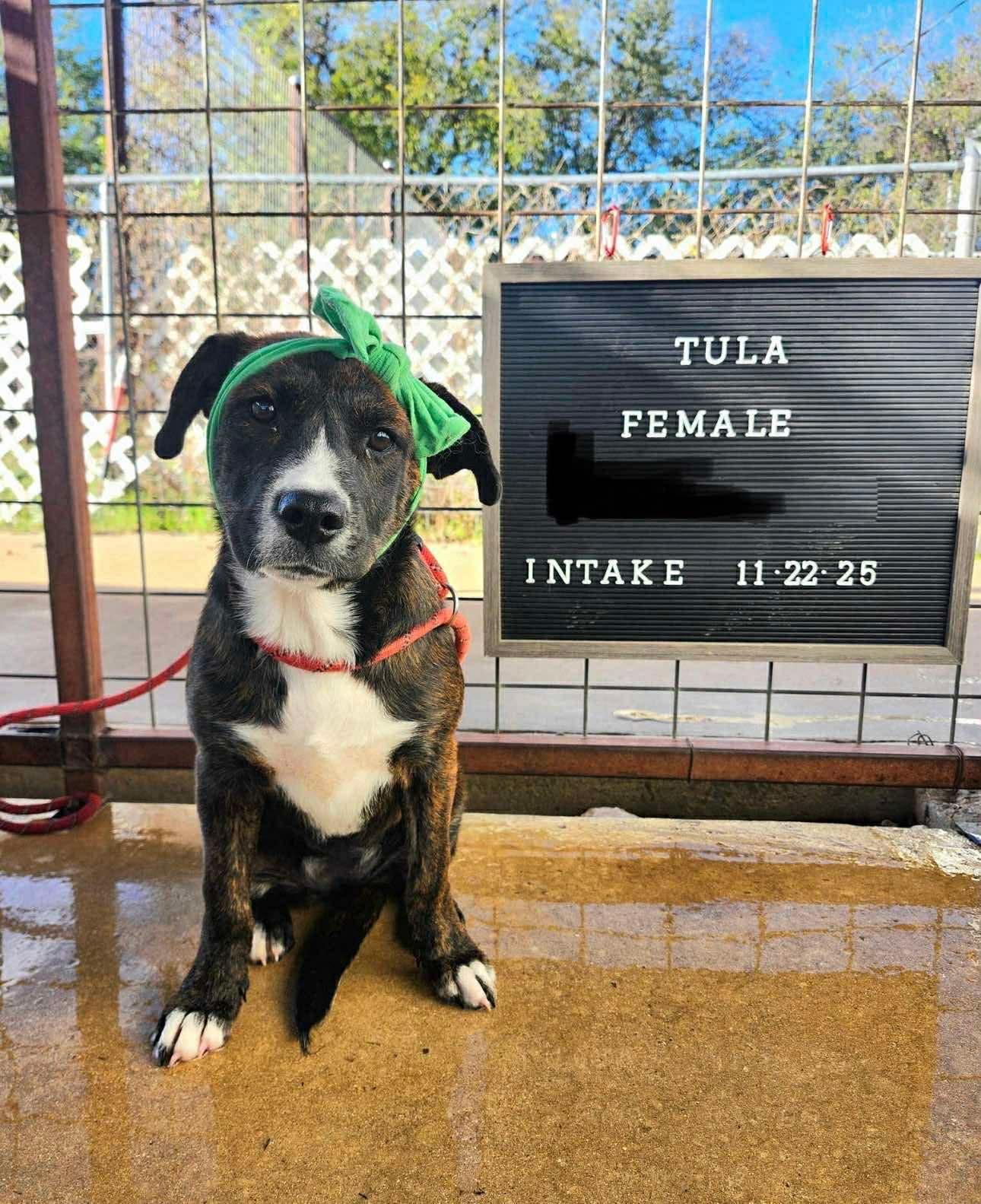 Enlarge Tula , a other mixed breed in Elkhorn, WI image 2/2