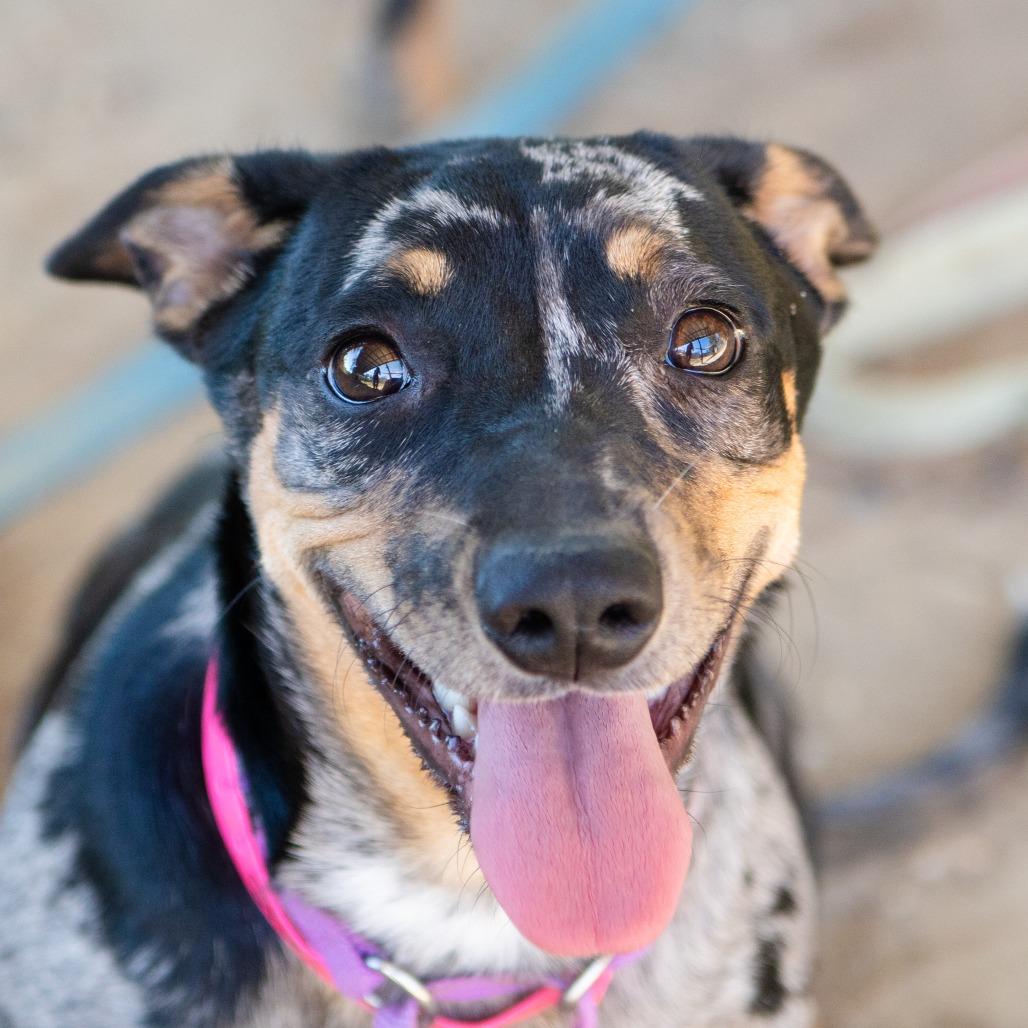 Enlarge Sheila, a Adoptable mixed breed in Hattiesburg, MS image 2/2