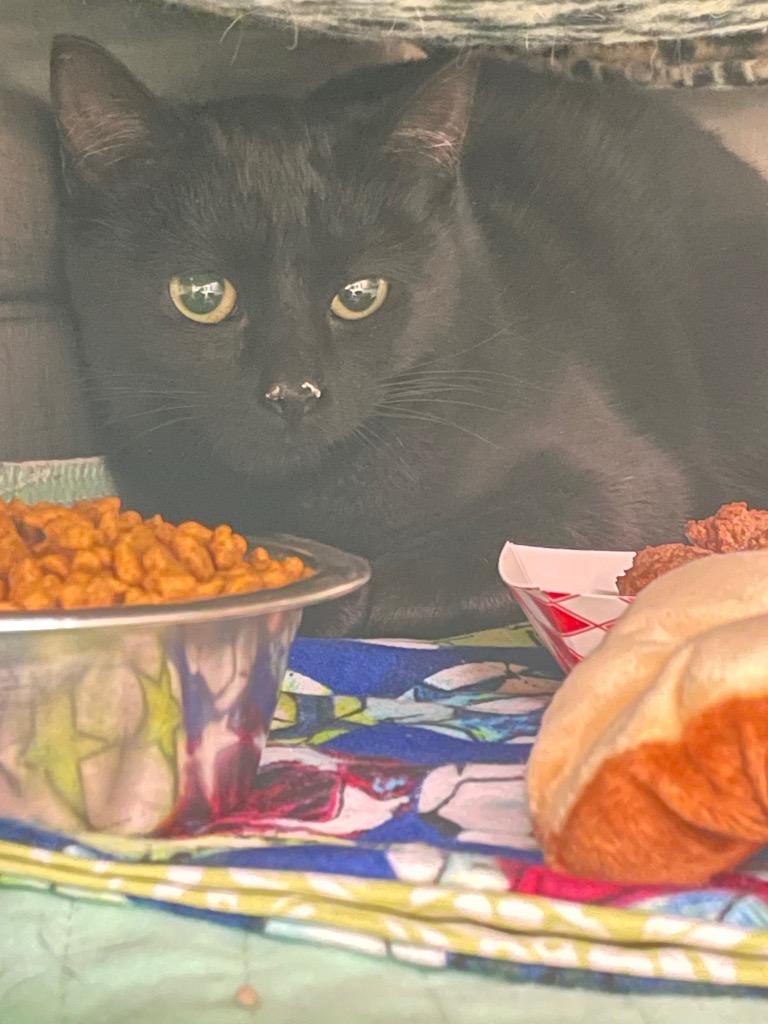 Enlarge Starr, a Adoptable mixed breed in Blountville, TN image 1/1